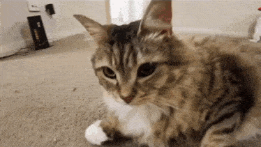 a cat is laying on the floor in a living room looking at the camera .