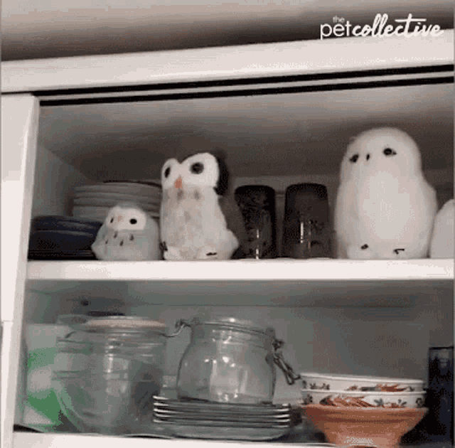 Owls Toy Owl GIF - Owls Toy Owl I Belong Here GIFs
