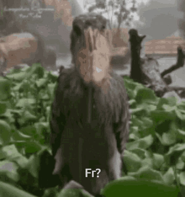 a bird with a large beak is standing in a field of leaves and says fr .