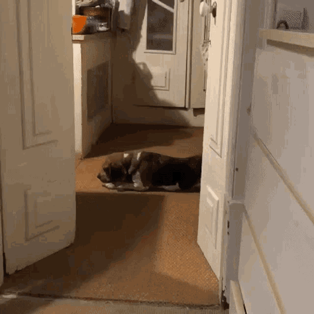 a dog laying on the floor in a kitchen