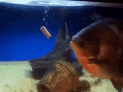 a fish is swimming in a tank with a can in the water
