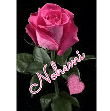 a single pink rose with the name nohemi written on it .