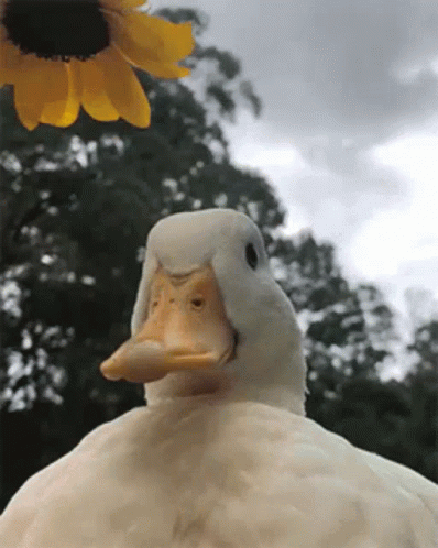 duck.gif