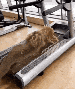 a dog running on a treadmill that says life fitness on it