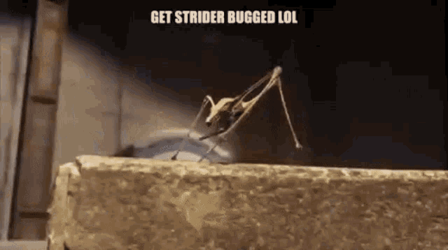 Strider Bug GIF - Strider Bug Stick Bug GIFs