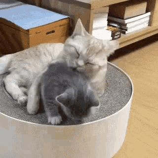 Cats Grooming GIF - Cats Grooming Lick GIFs