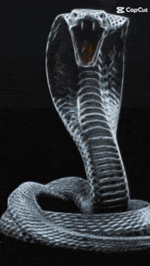 a picture of a snake with its mouth open and the words capcut on the bottom