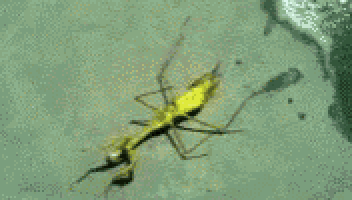 a yellow spider with a long black tail is crawling on the ground