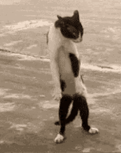 a black and white cat is standing on its hind legs .