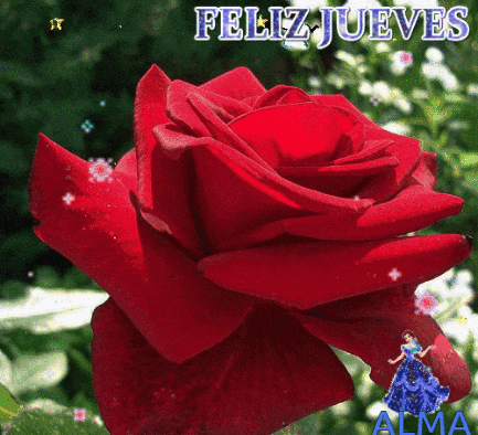 a red rose with the words feliz jueves on the bottom