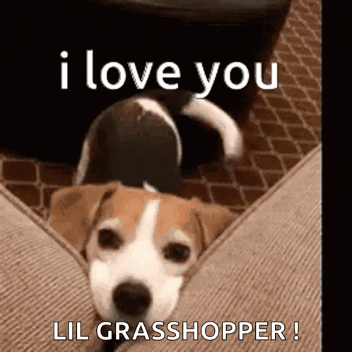 a brown and white dog is laying on a couch and says i love you lil grasshopper .