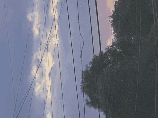 a telephone pole with a tree in the foreground and a cloudy sky behind it