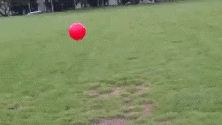 Pet Ball GIF - Pet Ball Jump GIFs