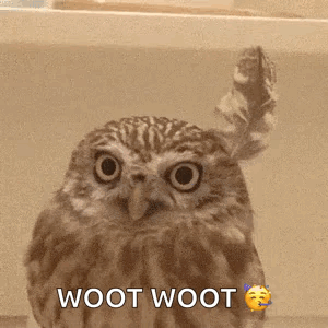 Fabulous Owl GIF - Fabulous Owl Cute Animals GIFs