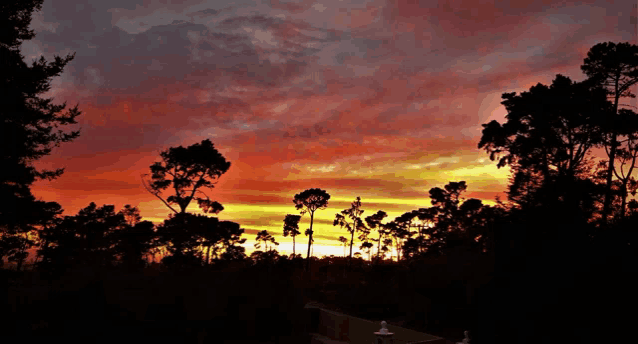 a sunset with trees in the foreground and a red sky