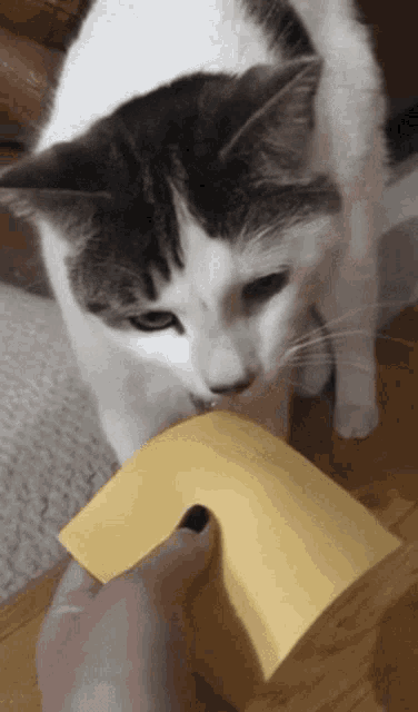 a cat licking a piece of yellow paper from a person 's hand