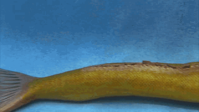 a mermaid with a long yellow tail is laying on the bottom of a pool