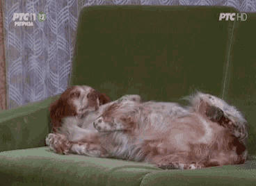 a dog is laying on a green couch with ptc hd written on the bottom