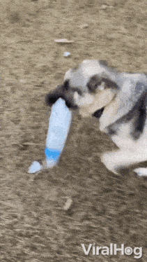 Here'S Your Package Viralhog GIF - Here'S Your Package Viralhog The Dog Gives The Package The Delivery Guy GIFs