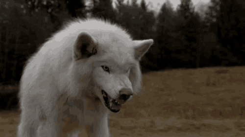 a white wolf standing in a field with its mouth open .