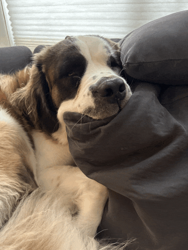 a brown and white dog laying on a couch with its head on a pillow