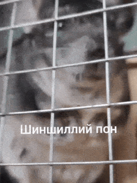 a close up of a chinchilla in a cage with foreign writing