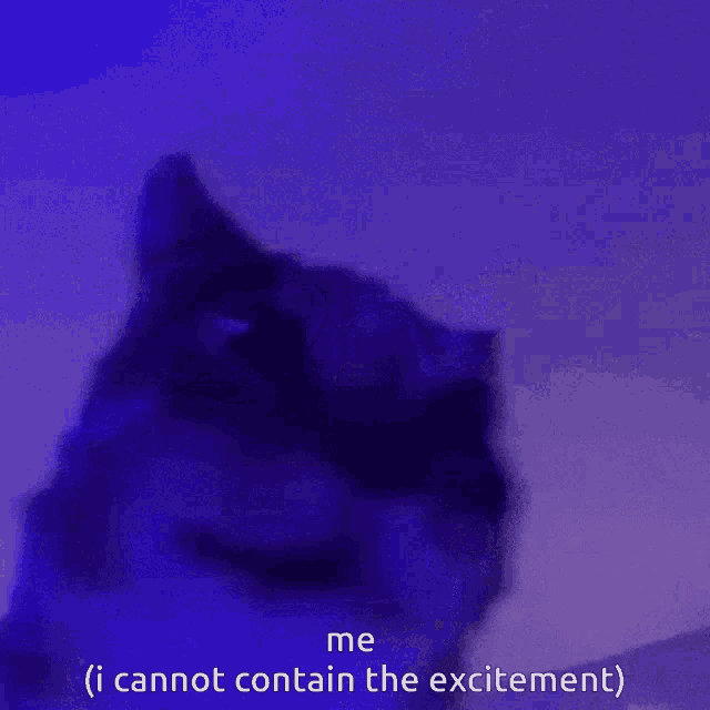 Cat Excited GIF - Cat Excited Happy GIFs