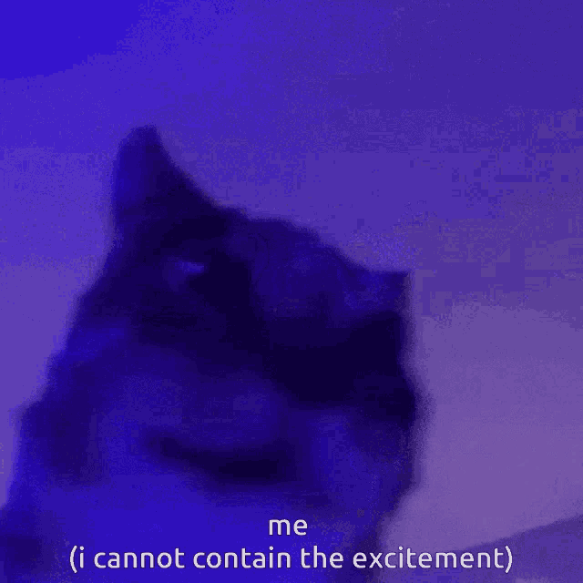 a cat with the words me ( i cannot contain the excitement ) on the bottom
