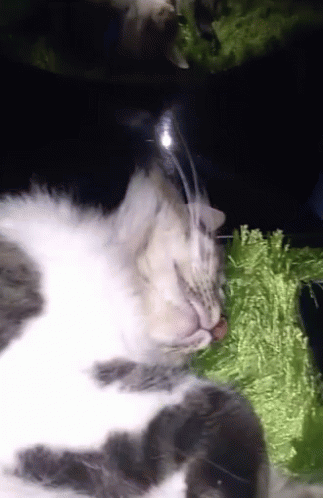 Cat Startle GIF - Cat Startle Sleeping GIFs