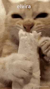 a close up of a cat eating a piece of food with a caption that says elvira