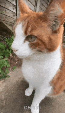 a close up of a brown and white cat with the name calvin below it