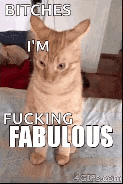 Cat Bitch Im Fabulous GIF