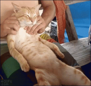 Cat Massage GIF - Cat Massage Relaxing GIFs