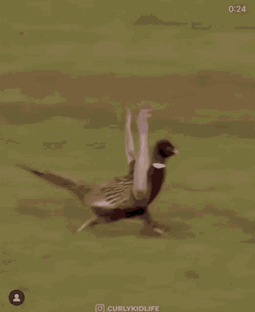 a pheasant is flying through a grassy field with its wings spread .