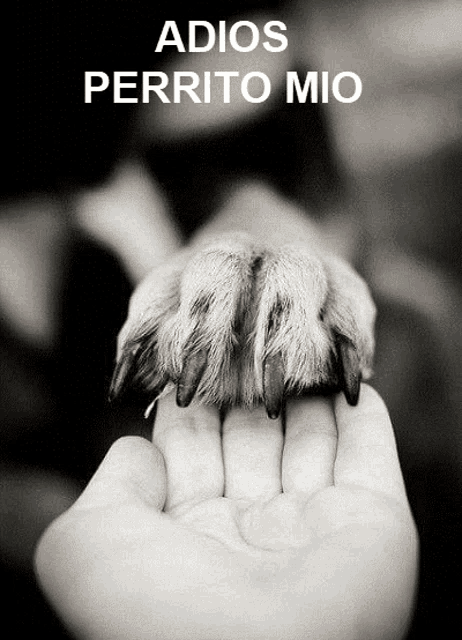 a black and white photo of a person holding a dog 's paw and the words adios perrito mio above it