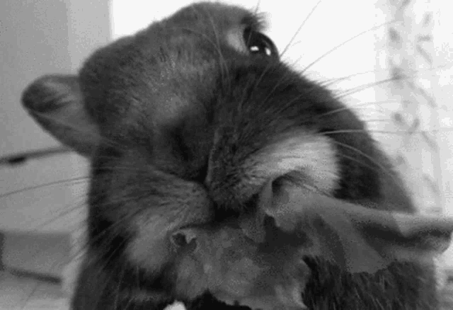a close up of a rabbit eating a piece of lettuce .
