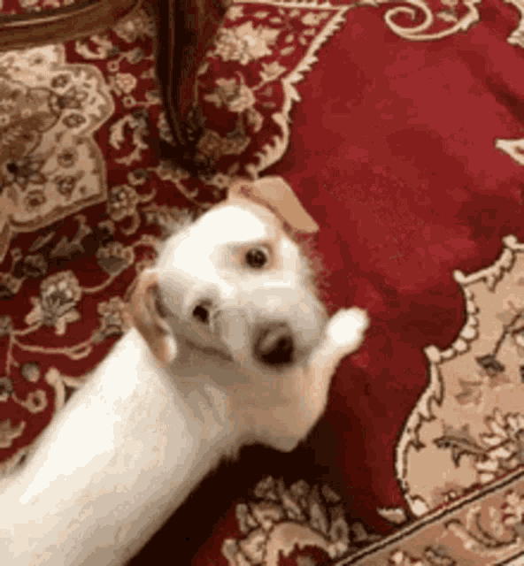 a small white dog laying on a rug on the floor