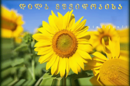 Ninisjgufi Sunflower GIF - Ninisjgufi Sunflower დილა_მშვიდობისა GIFs