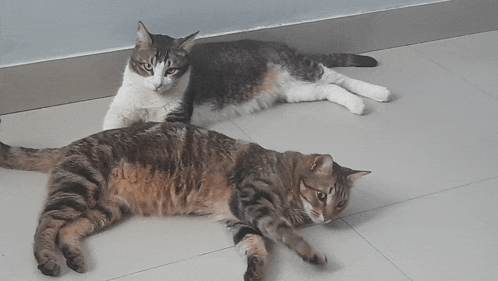 two cats are laying on a tiled floor