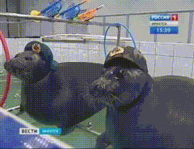 two seals wearing military hats are on a screen that says " 15:39 "