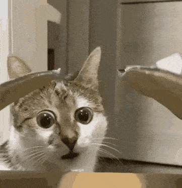 a cat with a surprised look on its face looks at something in a box