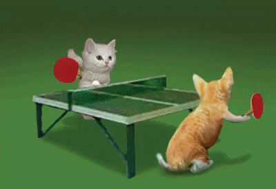 Cats Tennis GIF - Cats Tennis GIFs