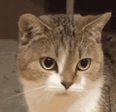 a close up of a cat looking at the camera with a serious look on its face .