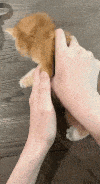 a person is holding a kitten 's paw on a table .