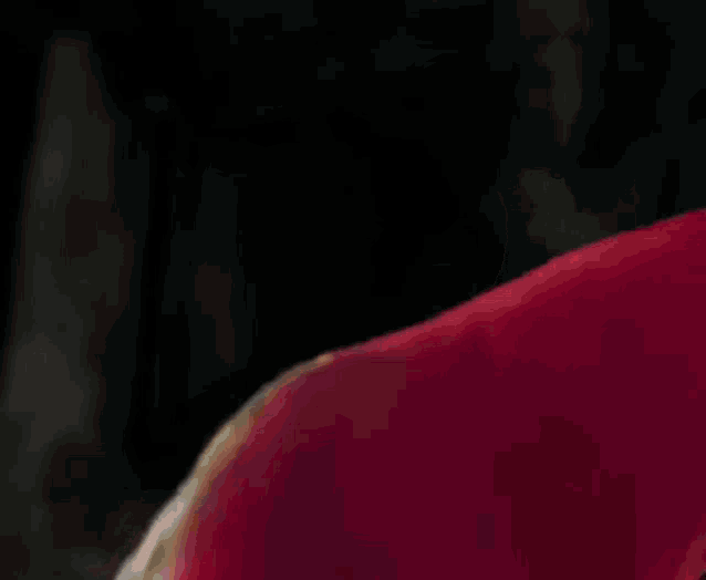a close up of a red parrot holding two guns in its beak .