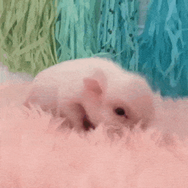 Mini Pig GIF - Mini Pig GIFs