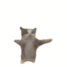 a cat is standing on its hind legs in the air .