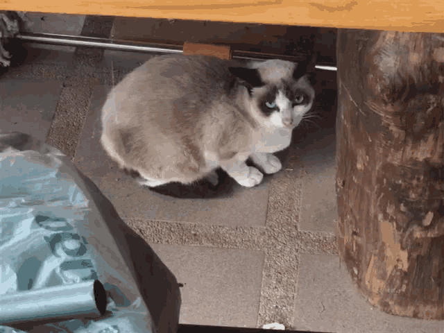 a cat is sitting under a wooden table next to a bag that says starbucks on it