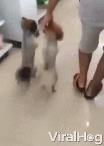 Shopping Grocery Store GIF - Shopping Grocery Store Funny Dogs GIFs