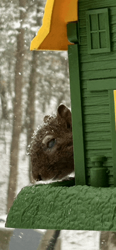 a squirrel looks out of a green bird feeder